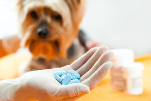 Pet Medications in Pontiac